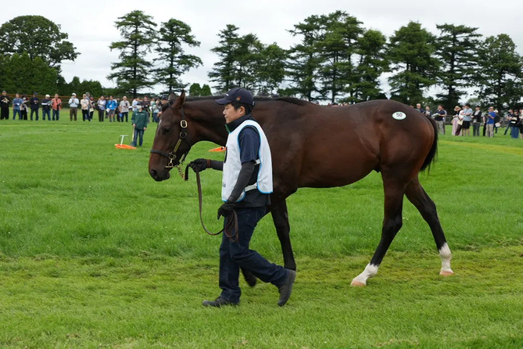ピクシーホロウの25の馬体(シルクホースクラブ2026年募集馬)