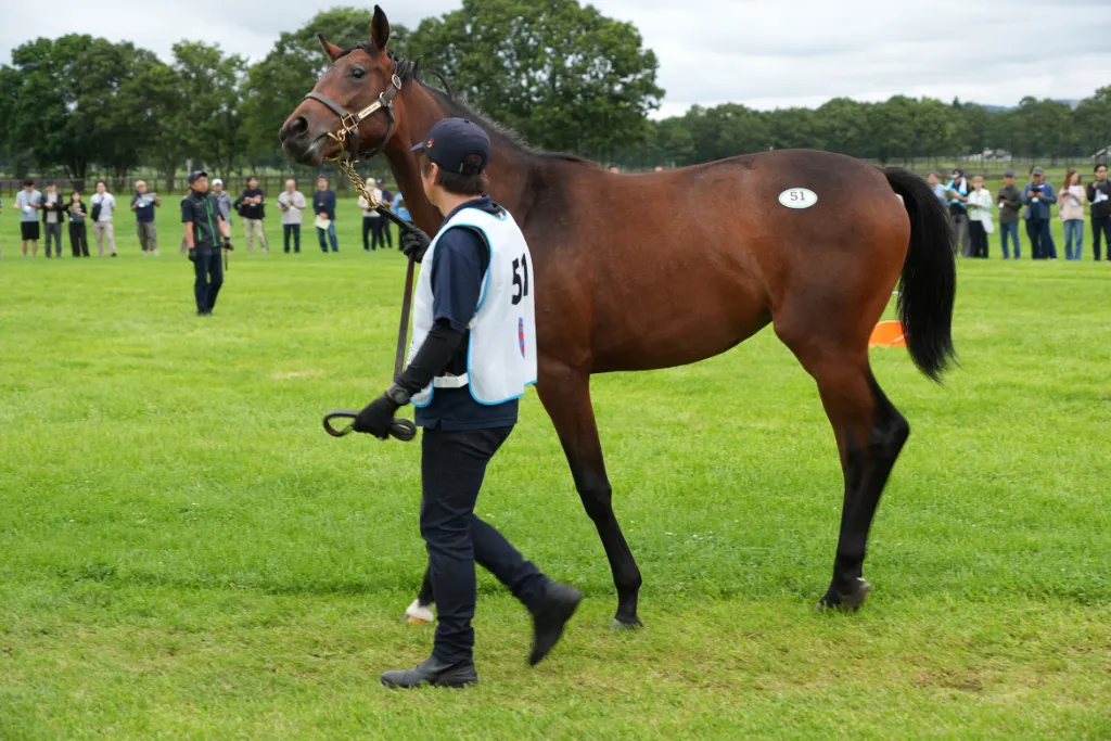 マイアミバウンドの25の馬体(シルクホースクラブ2026年募集馬)
