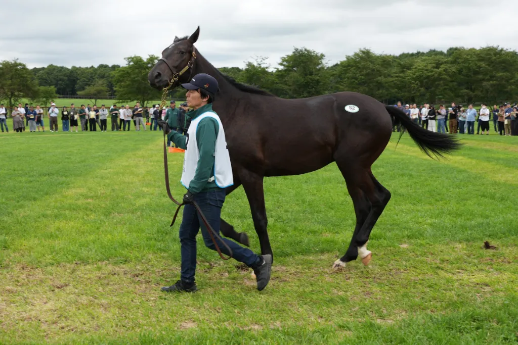 アルルの25の馬体(シルクホースクラブ2026年募集馬)