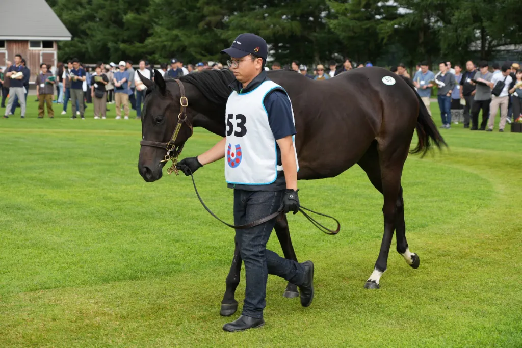 イーヴンソーの25の馬体(シルクホースクラブ2026年募集馬)