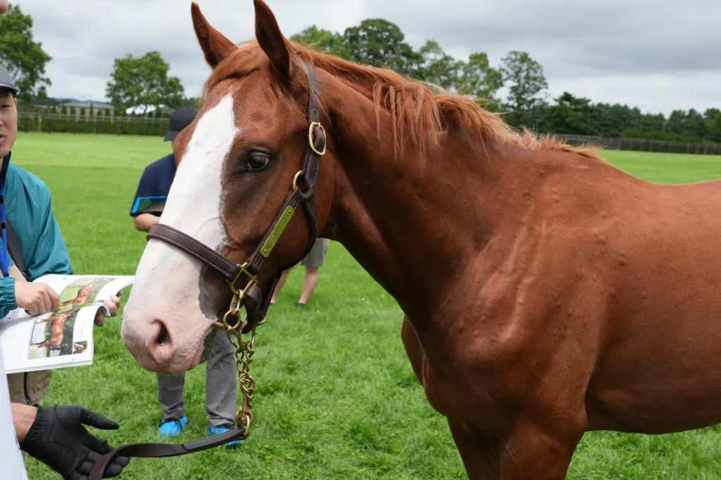 ジャポニカーラの25の馬体(シルクホースクラブ2026年募集馬)