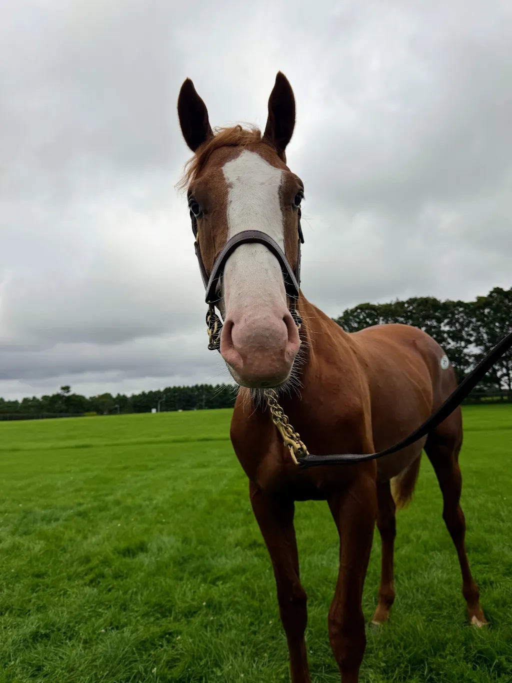 ジャポニカーラの25の馬体(シルクホースクラブ2026年募集馬)