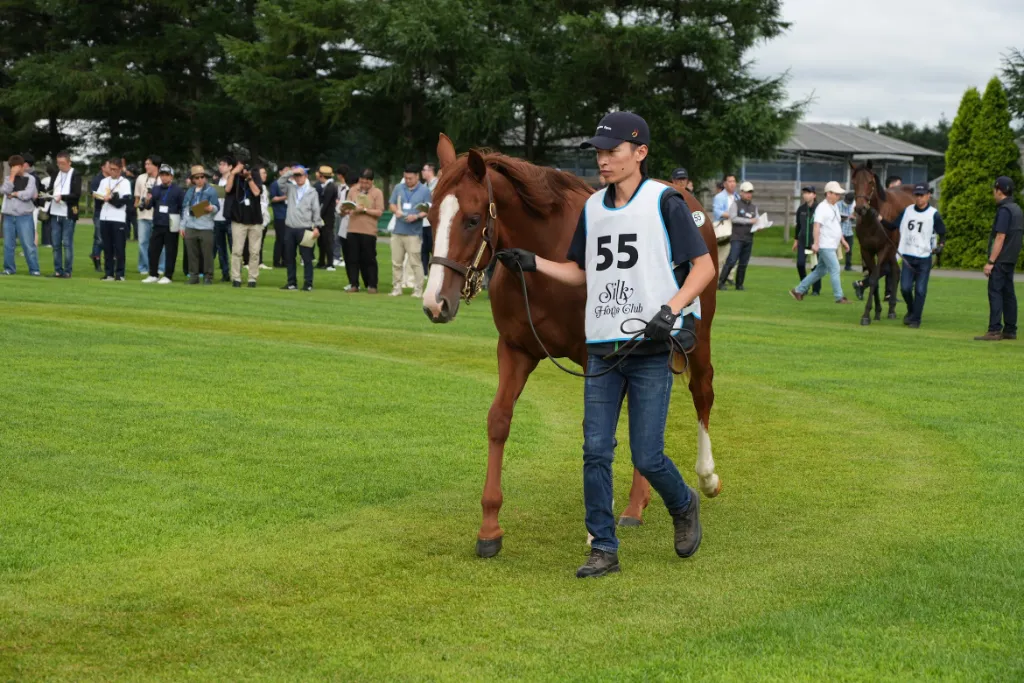 ノワールドゥジェの25の馬体(シルクホースクラブ2026年募集馬)