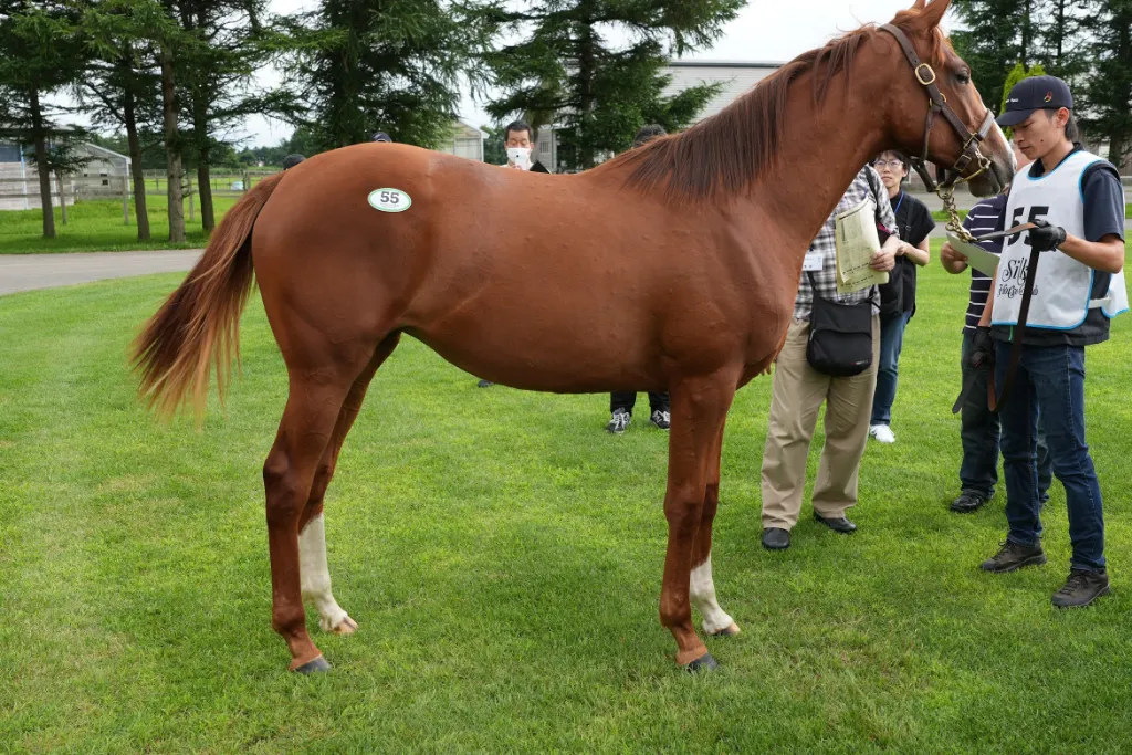 ノワールドゥジェの25の馬体(シルクホースクラブ2026年募集馬)