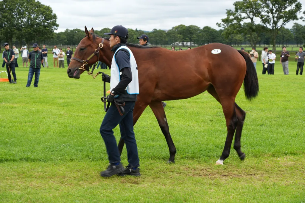 リズムオブラヴの25の馬体(シルクホースクラブ2026年募集馬)