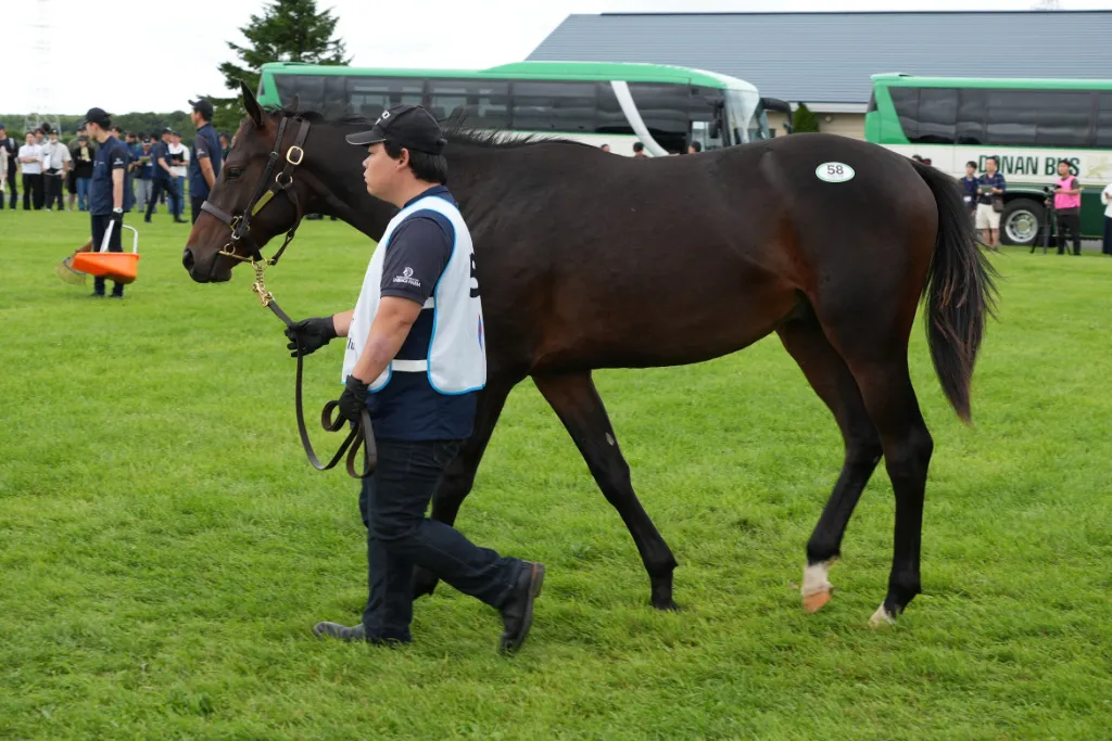 アーデルワイゼの25の馬体(シルクホースクラブ2026年募集馬)