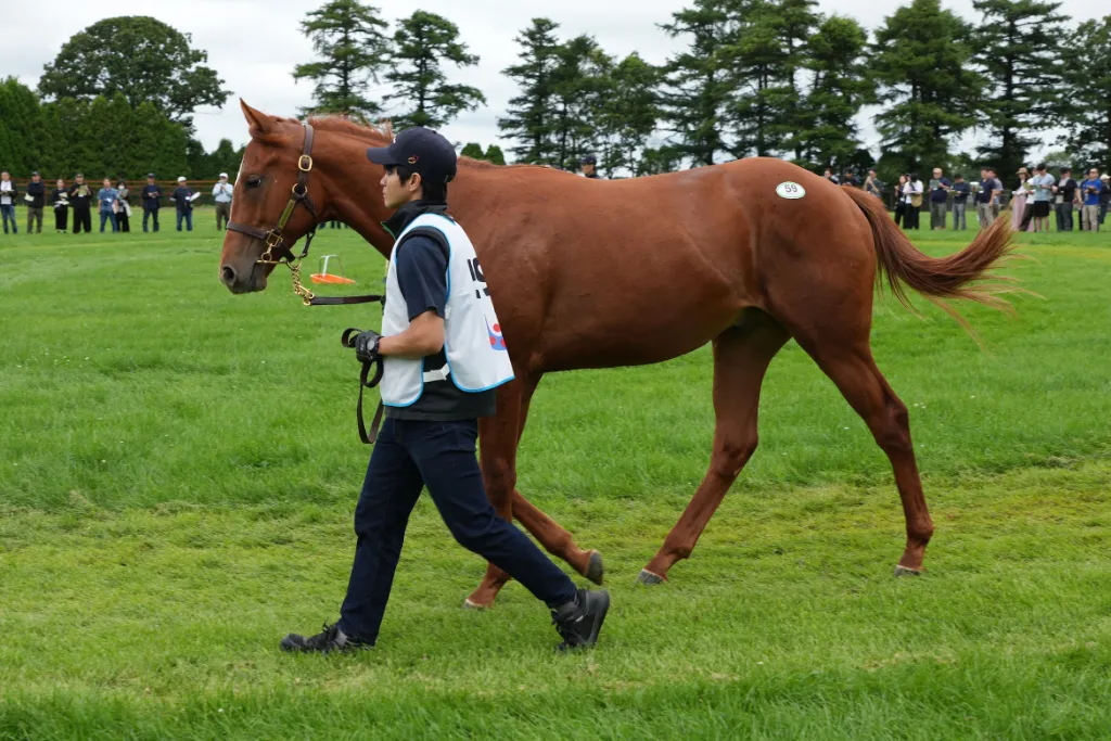 ステップオブダンスの25の馬体(シルクホースクラブ2026年募集馬)