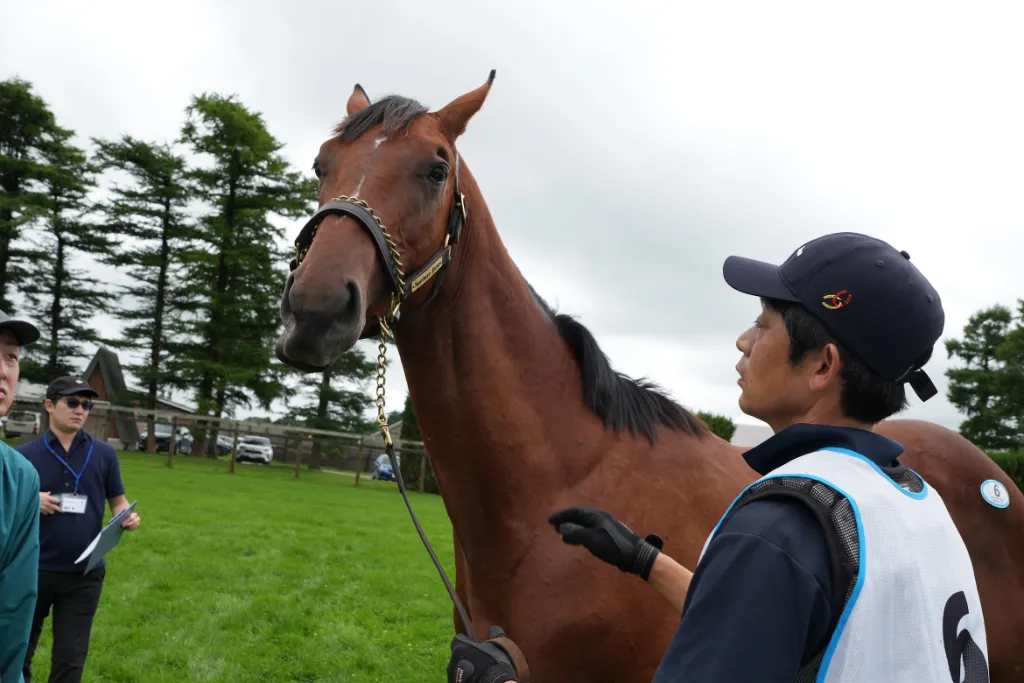 ロッテンマイヤーの25の馬体(シルクホースクラブ2026年募集馬)