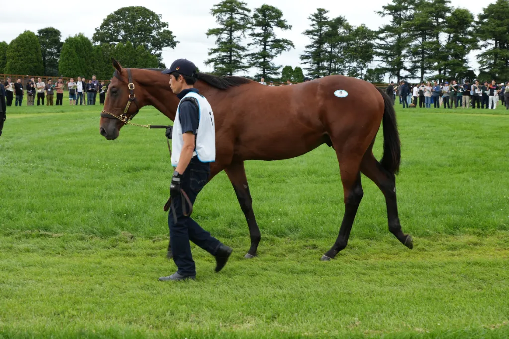 ロッテンマイヤーの25の馬体(シルクホースクラブ2026年募集馬)