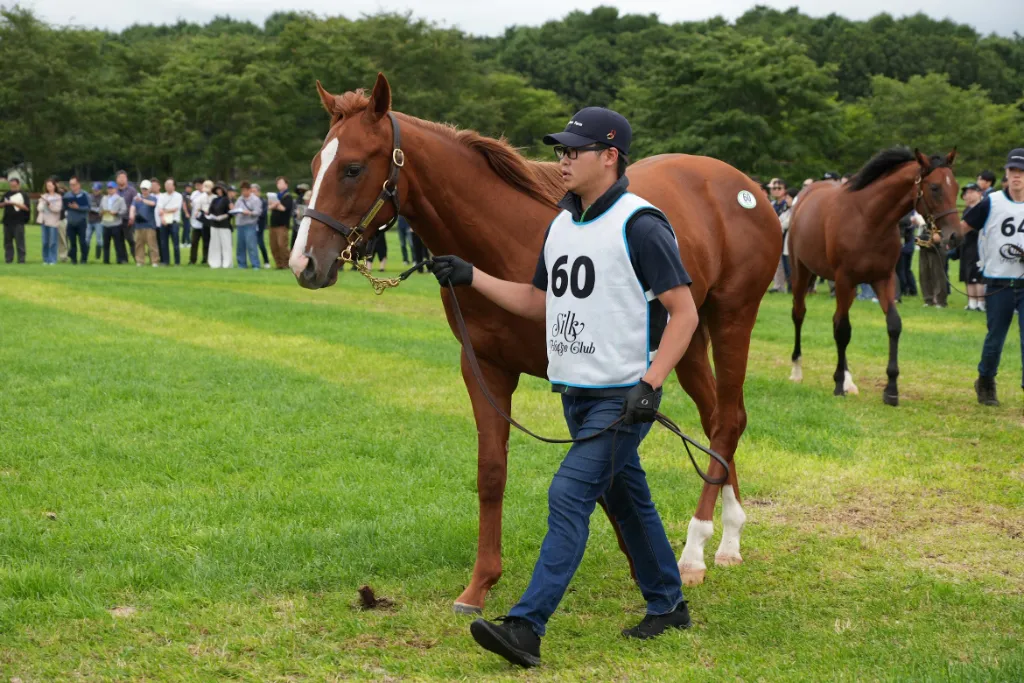 スカイグルーヴの25の馬体(シルクホースクラブ2026年募集馬)