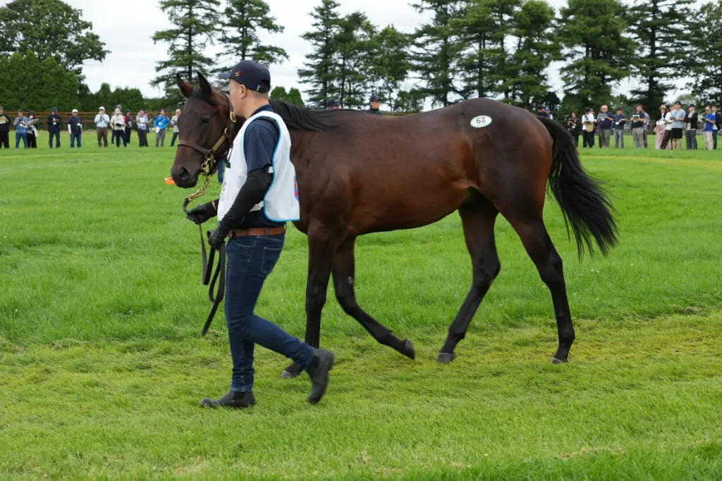 ウィクトーリアの25の馬体(シルクホースクラブ2026年募集馬)