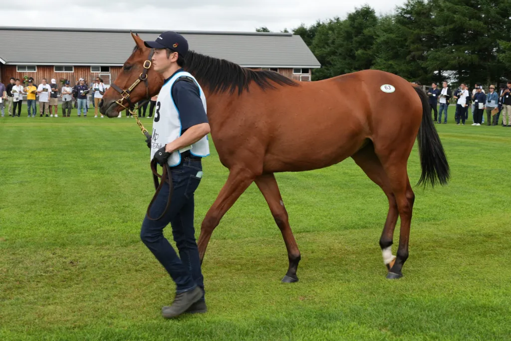 パーシステントリーの25の馬体(シルクホースクラブ2026年募集馬)
