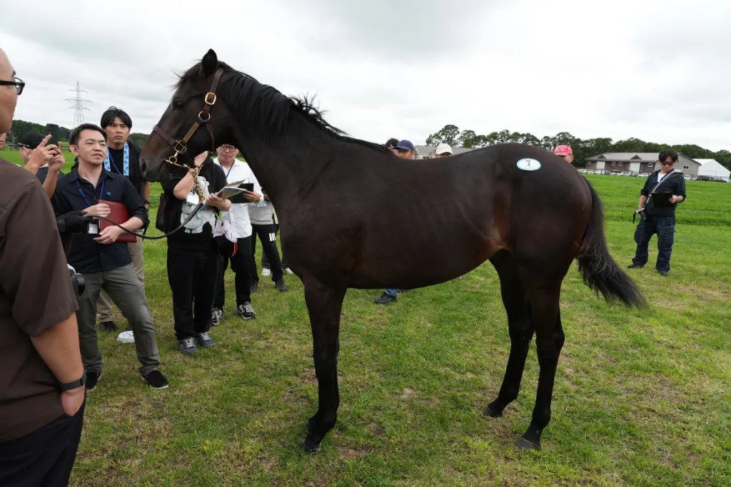ギルデッドミラーの25の馬体(シルクホースクラブ2026年募集馬)