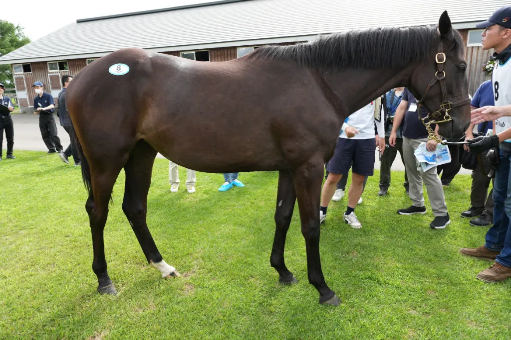 マハゴニーの25の馬体(シルクホースクラブ2026年募集馬)