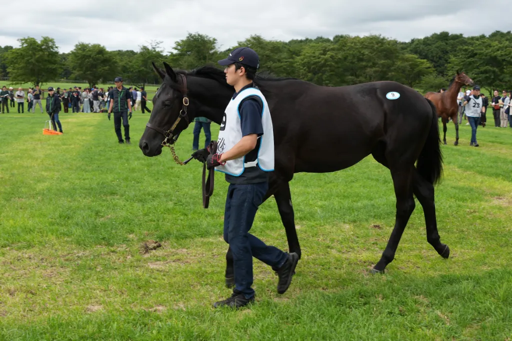 ワディハッタの25の馬体(シルクホースクラブ2026年募集馬)
