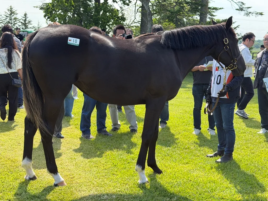 インフレキシビリティの25の馬体(サンデーサラブレッドクラブ2026年募集馬)