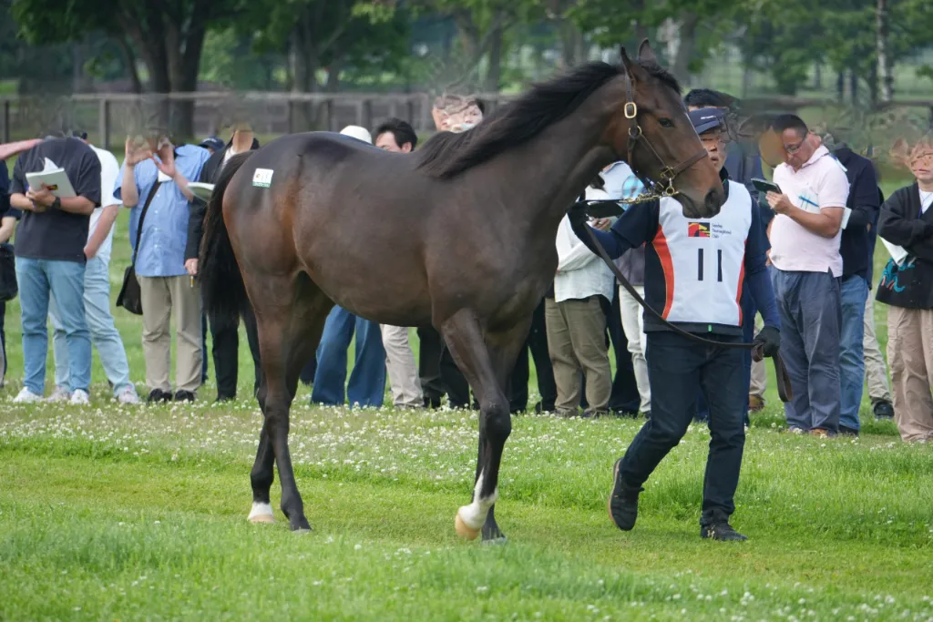 ティグラーシャの25の馬体(サンデーサラブレッドクラブ2026年募集馬)