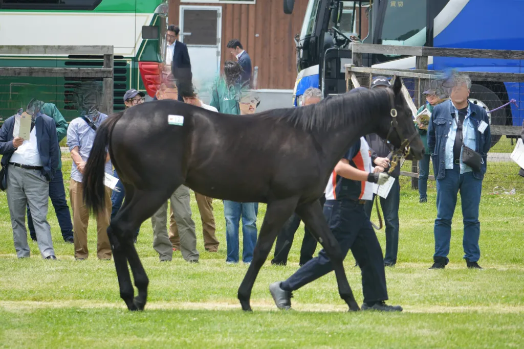 マニーズオンシャーロットの25の馬体(サンデーサラブレッドクラブ2026年募集馬)
