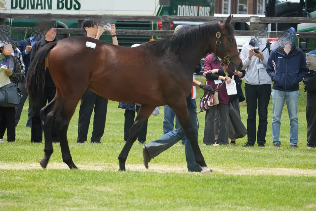 サルファーコスモスの25の馬体(サンデーサラブレッドクラブ2026年募集馬)