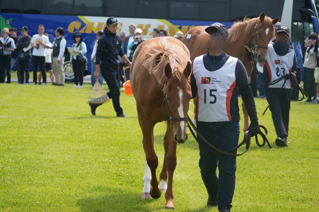 リトミカメンテの25の馬体(サンデーサラブレッドクラブ2026年募集馬)
