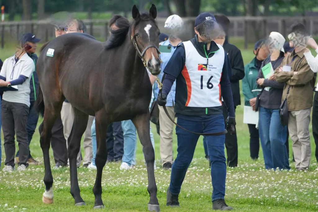 インフィナイトの25の馬体(サンデーサラブレッドクラブ2026年募集馬)
