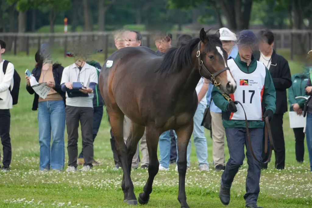 デアレガーロの25の馬体(サンデーサラブレッドクラブ2026年募集馬)