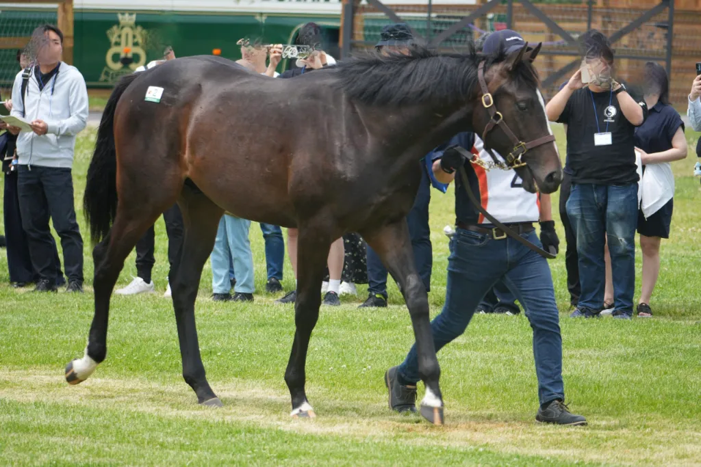 アエロリットの25の馬体(サンデーサラブレッドクラブ2026年募集馬)