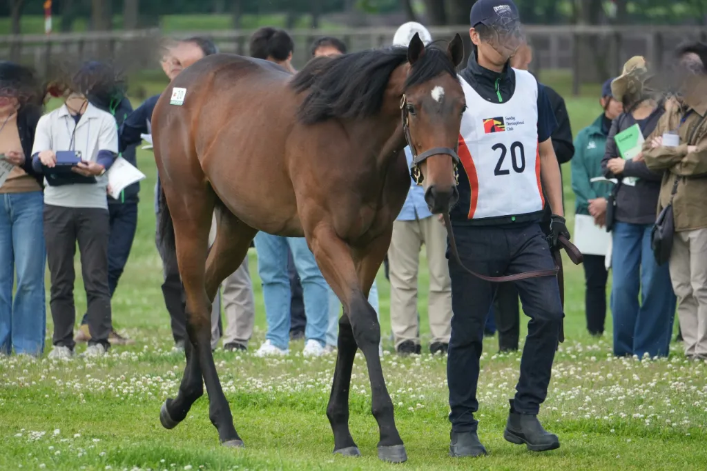 タッチングスピーチの25の馬体(サンデーサラブレッドクラブ2026年募集馬)