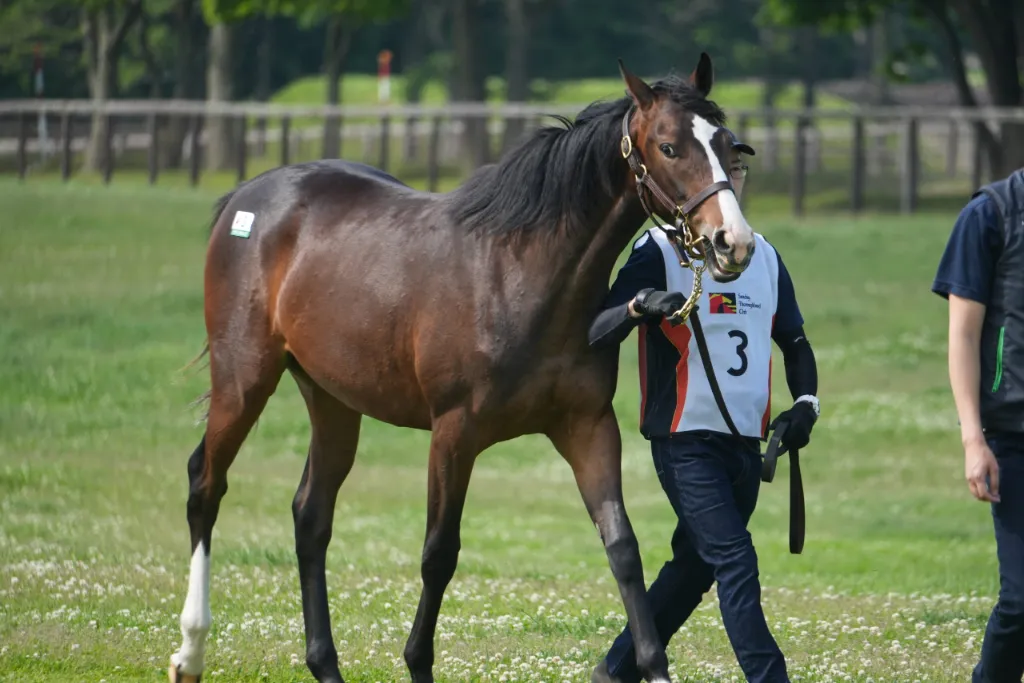 セリエンホルデの25の馬体(サンデーサラブレッドクラブ2026年募集馬)