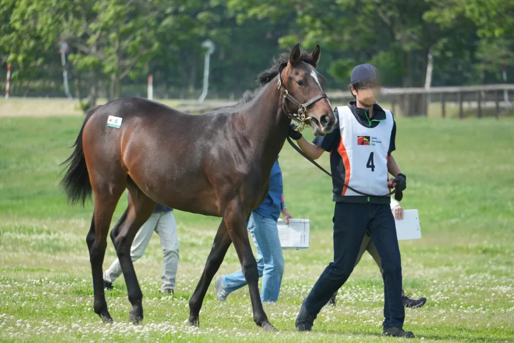 チェッキーノの25の馬体(サンデーサラブレッドクラブ2026年募集馬)