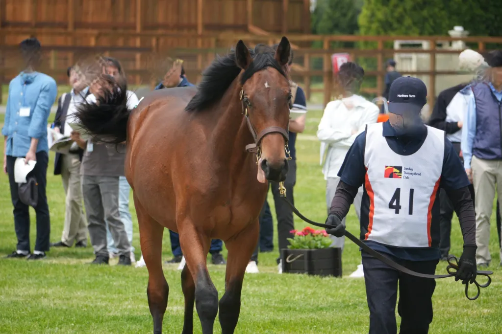 No.41 プチノワールの25の馬体(サンデーサラブレッドクラブ2026年募集馬)
