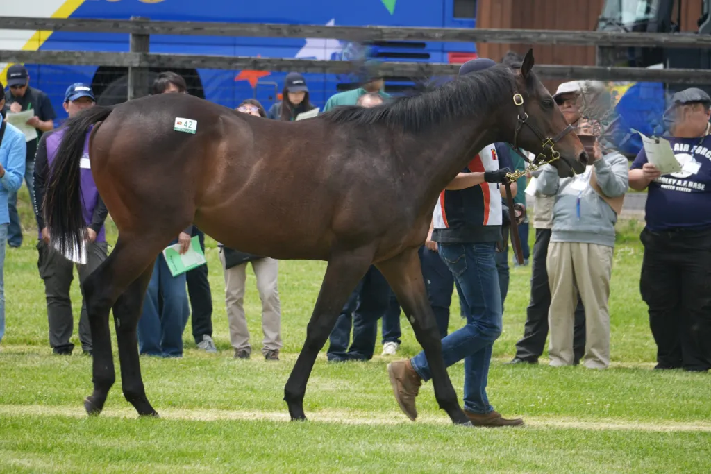 No.42 コナブリュワーズの25の馬体(サンデーサラブレッドクラブ2026年募集馬)