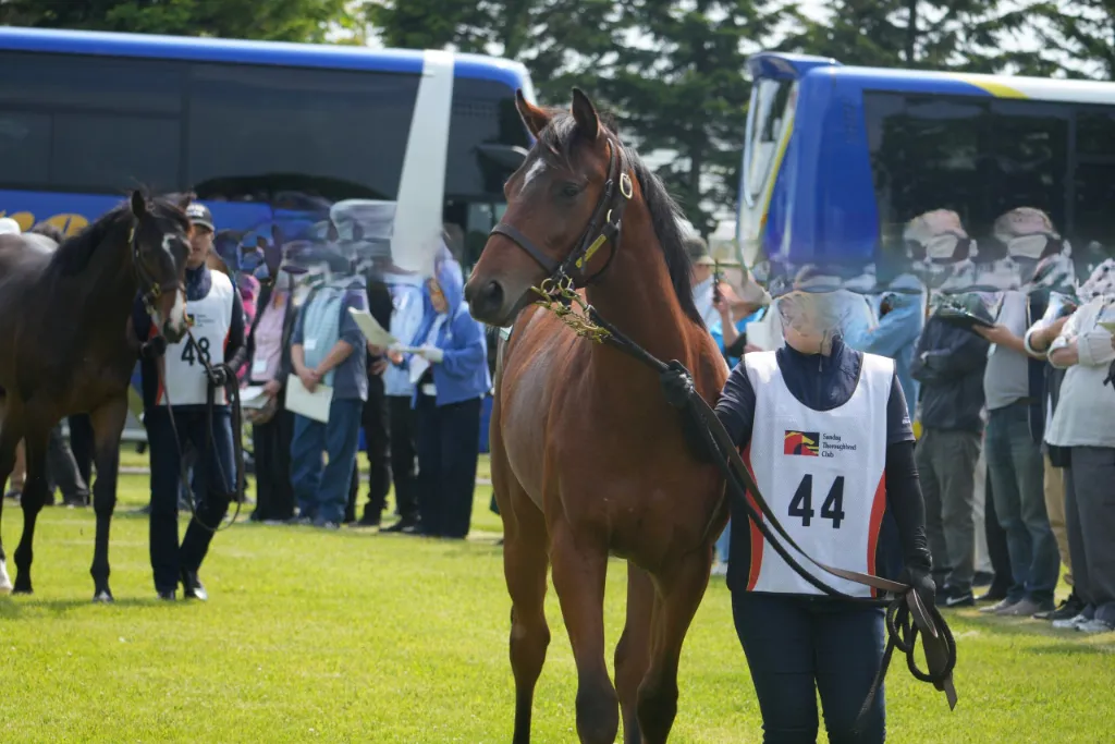 No.44 ヴェネツィアーナの25の馬体(サンデーサラブレッドクラブ2026年募集馬)