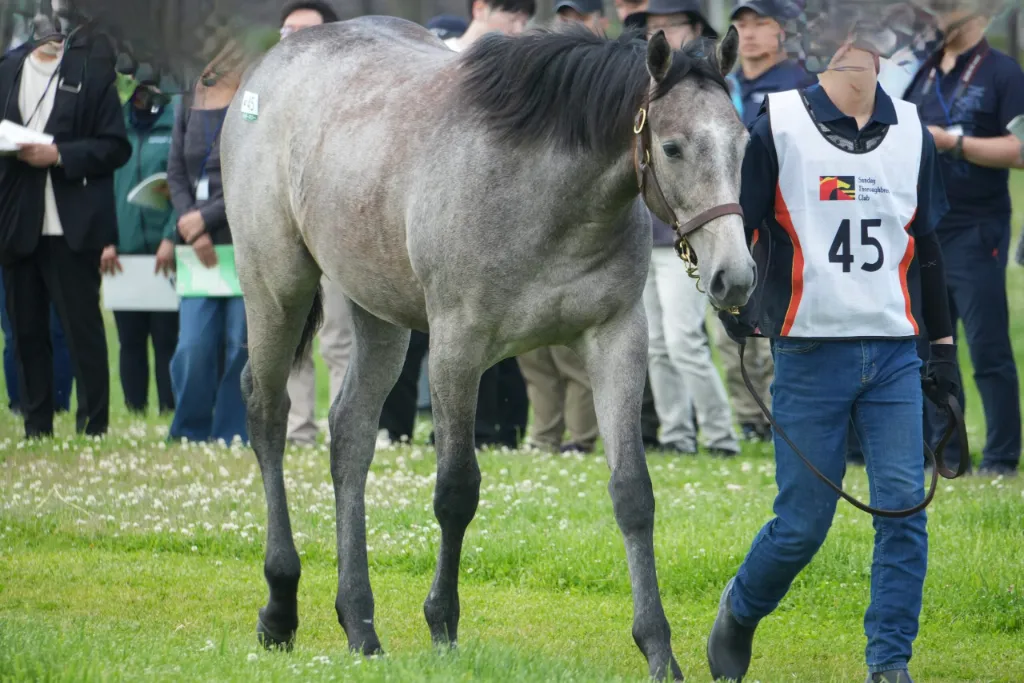 No.45 シルバーポジーの25の馬体(サンデーサラブレッドクラブ2026年募集馬)