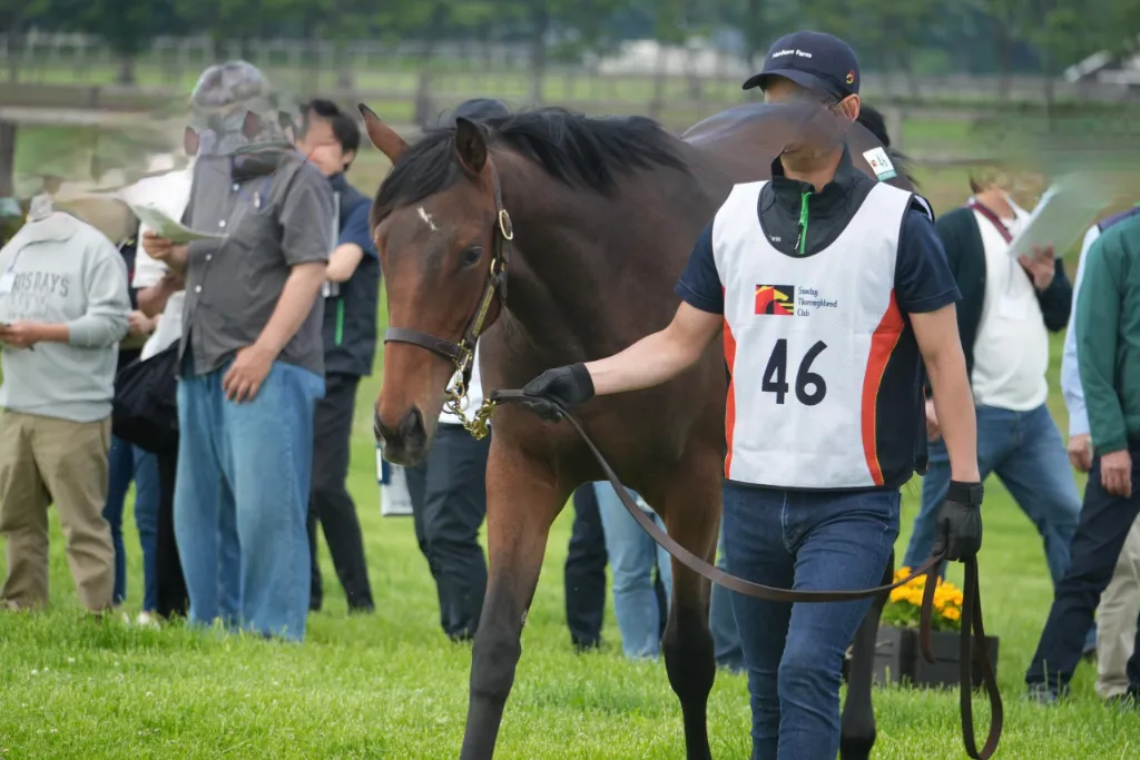 No.46 アナアメリカーナの25の馬体(サンデーサラブレッドクラブ2026年募集馬)