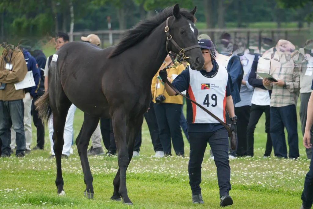 No.49 ヤンキーローズの25の馬体(サンデーサラブレッドクラブ2026年募集馬)