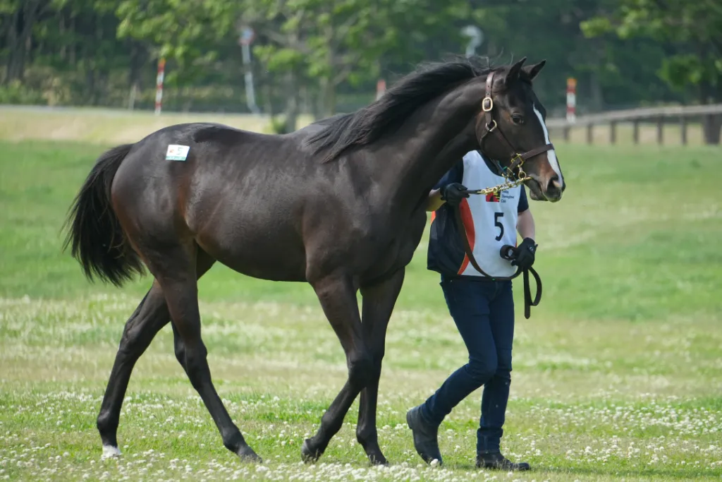 リナーテの25の馬体(サンデーサラブレッドクラブ2026年募集馬)