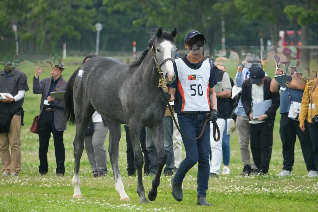 No.50 ノームコアの25の馬体(サンデーサラブレッドクラブ2026年募集馬)