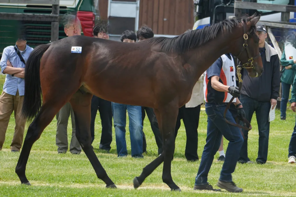 No.52 ナイセストの25の馬体(サンデーサラブレッドクラブ2026年募集馬)
