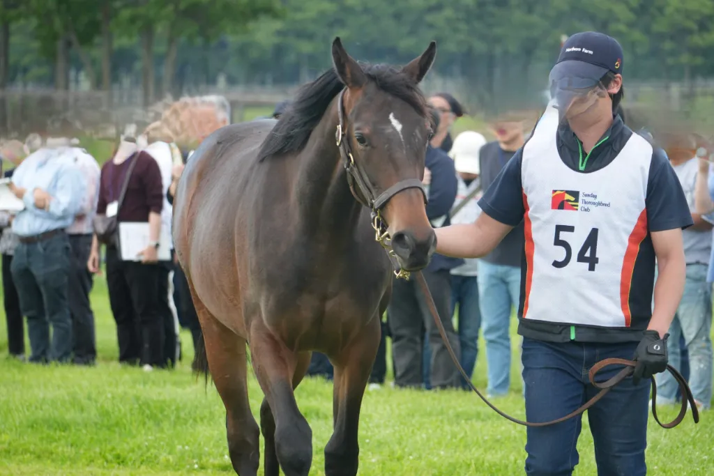 No.54 ジプシーゴッデスの25の馬体(サンデーサラブレッドクラブ2026年募集馬)