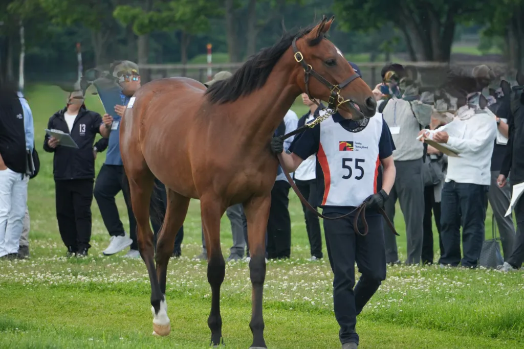 No.55 マッハモンルードの25の馬体(サンデーサラブレッドクラブ2026年募集馬)