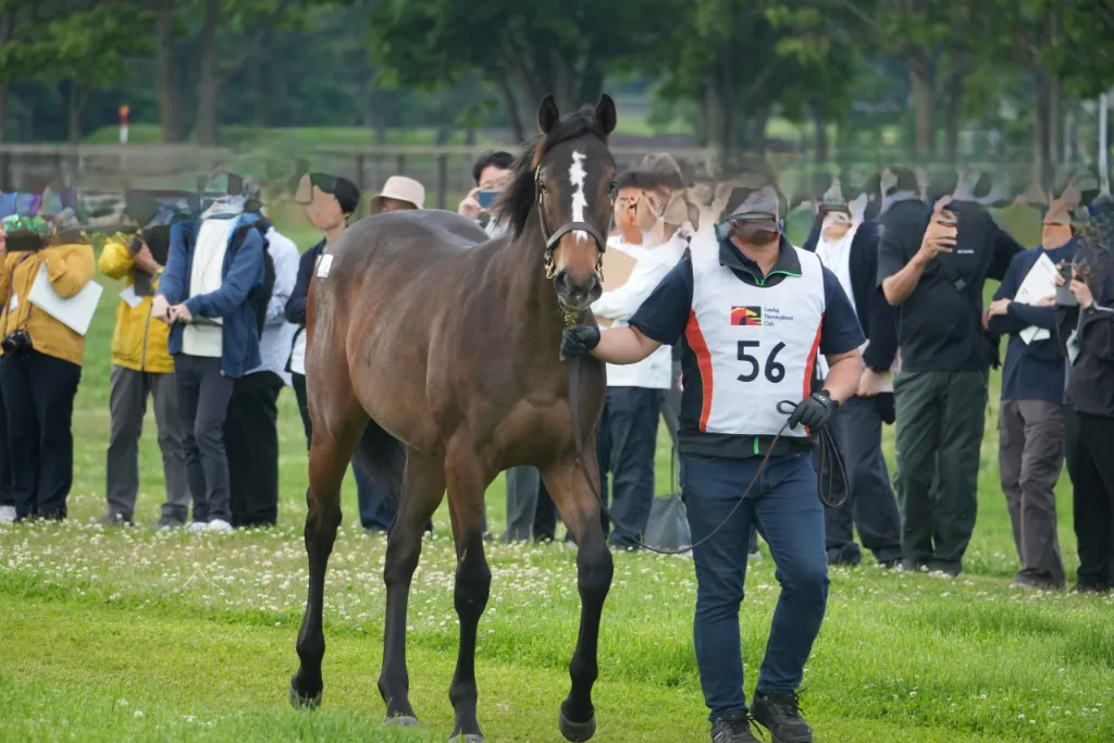No.56 タンタラスの25の馬体(サンデーサラブレッドクラブ2026年募集馬)
