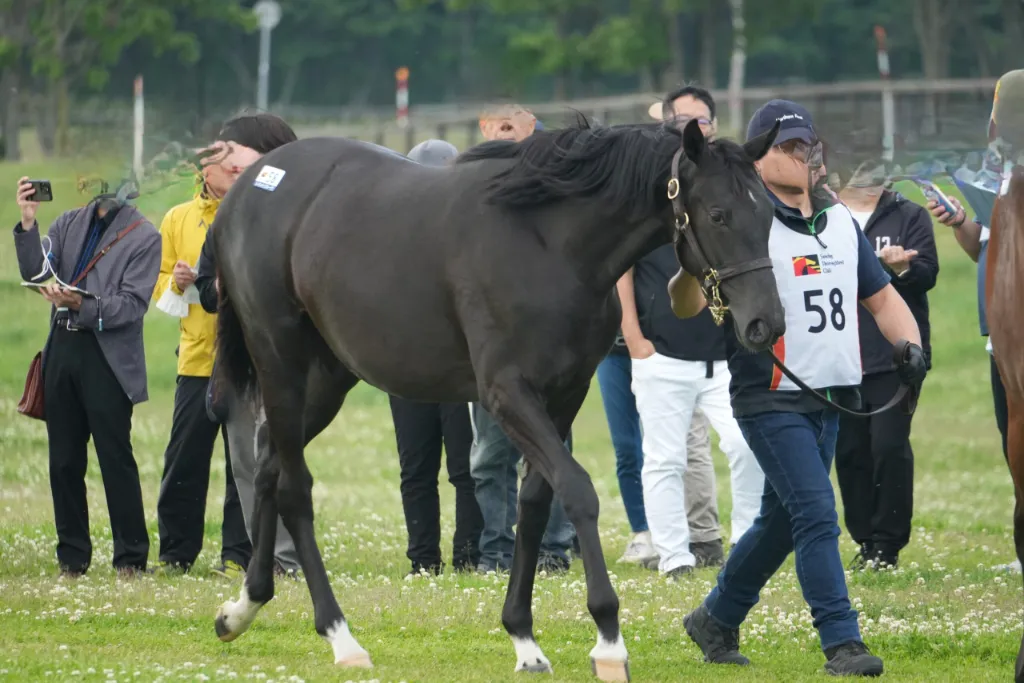No.58 レネットグルーヴの25の馬体(サンデーサラブレッドクラブ2026年募集馬)