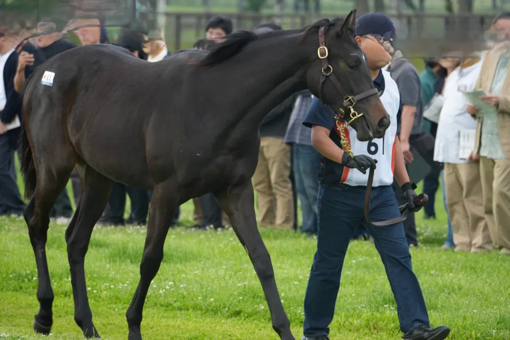 社台サンデー2026募集馬検討】サンデーレーシング募集馬ツアーまとめ④