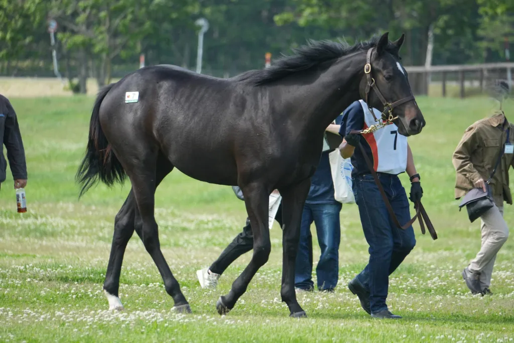 シーウィルレインの25の馬体(サンデーサラブレッドクラブ2026年募集馬)
