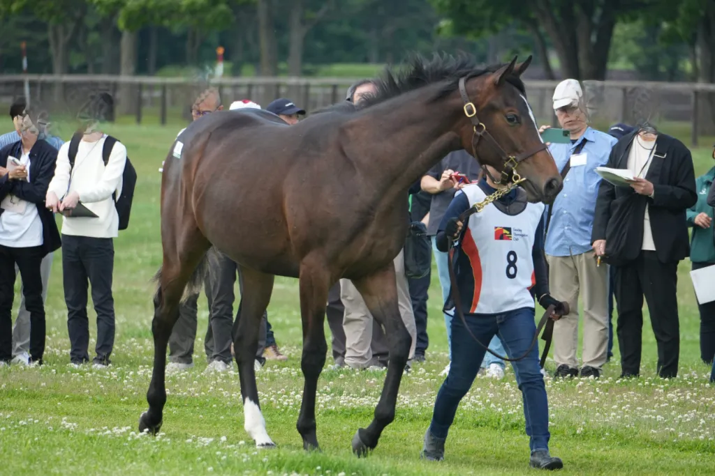イヴニングコールの25の馬体(サンデーサラブレッドクラブ2026年募集馬)