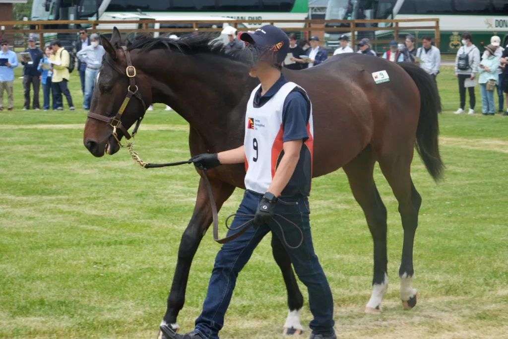 ドナアトラエンテの25の馬体(サンデーサラブレッドクラブ2026年募集馬)